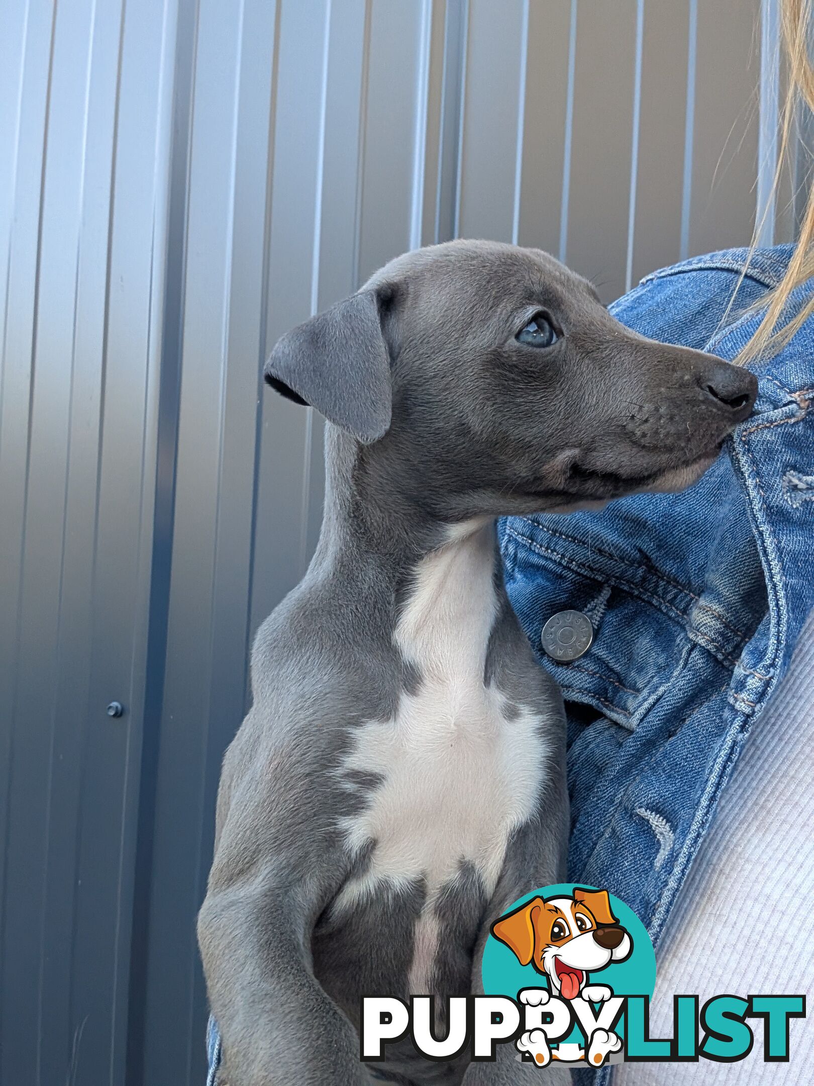 Whippet Puppies