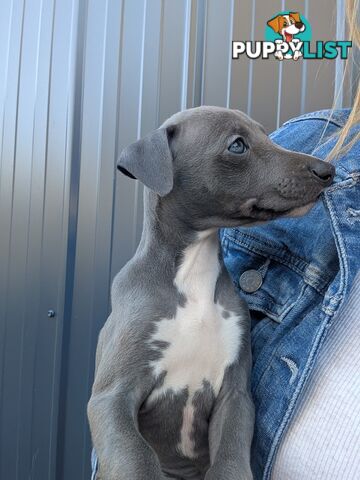 Whippet Puppies