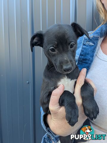 Whippet Puppies