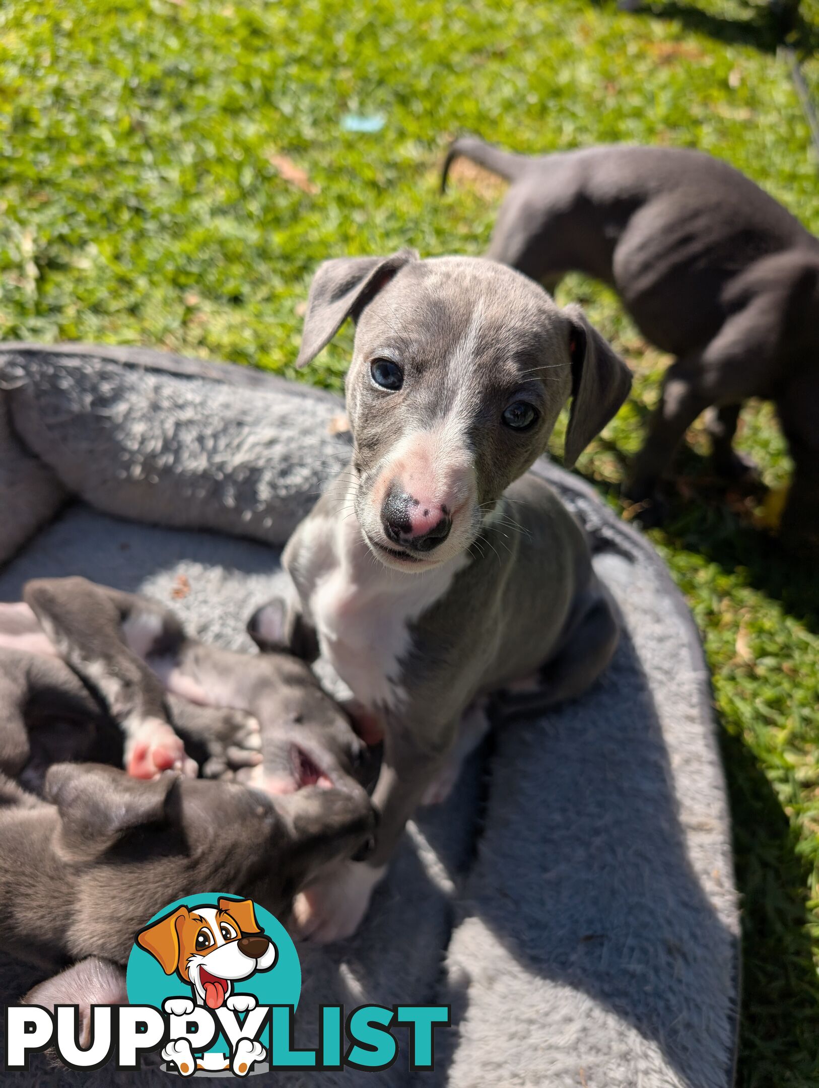 Whippet Puppies