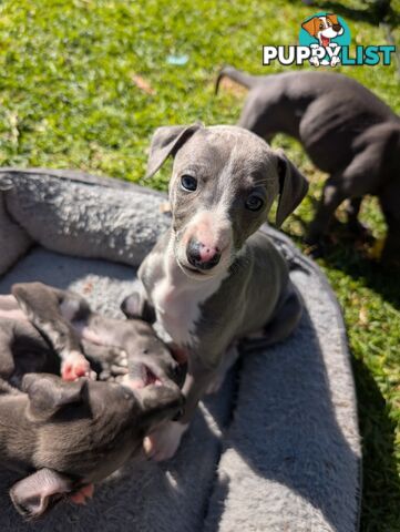 Whippet Puppies