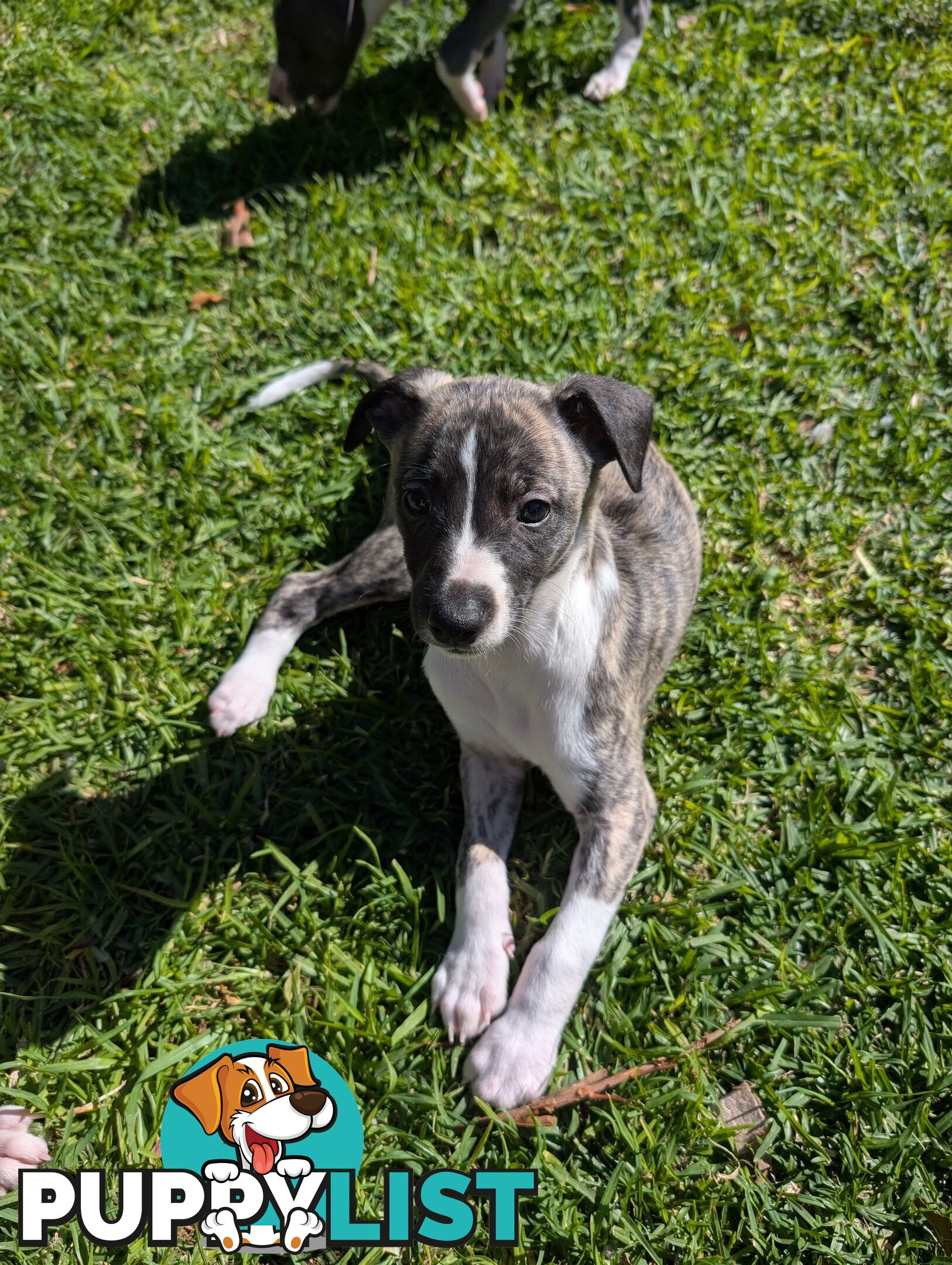Whippet Puppies