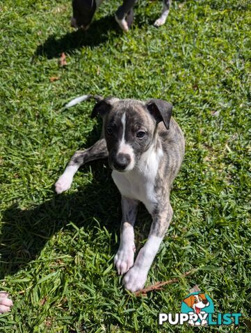 Whippet Puppies