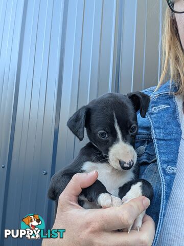 Whippet Puppies