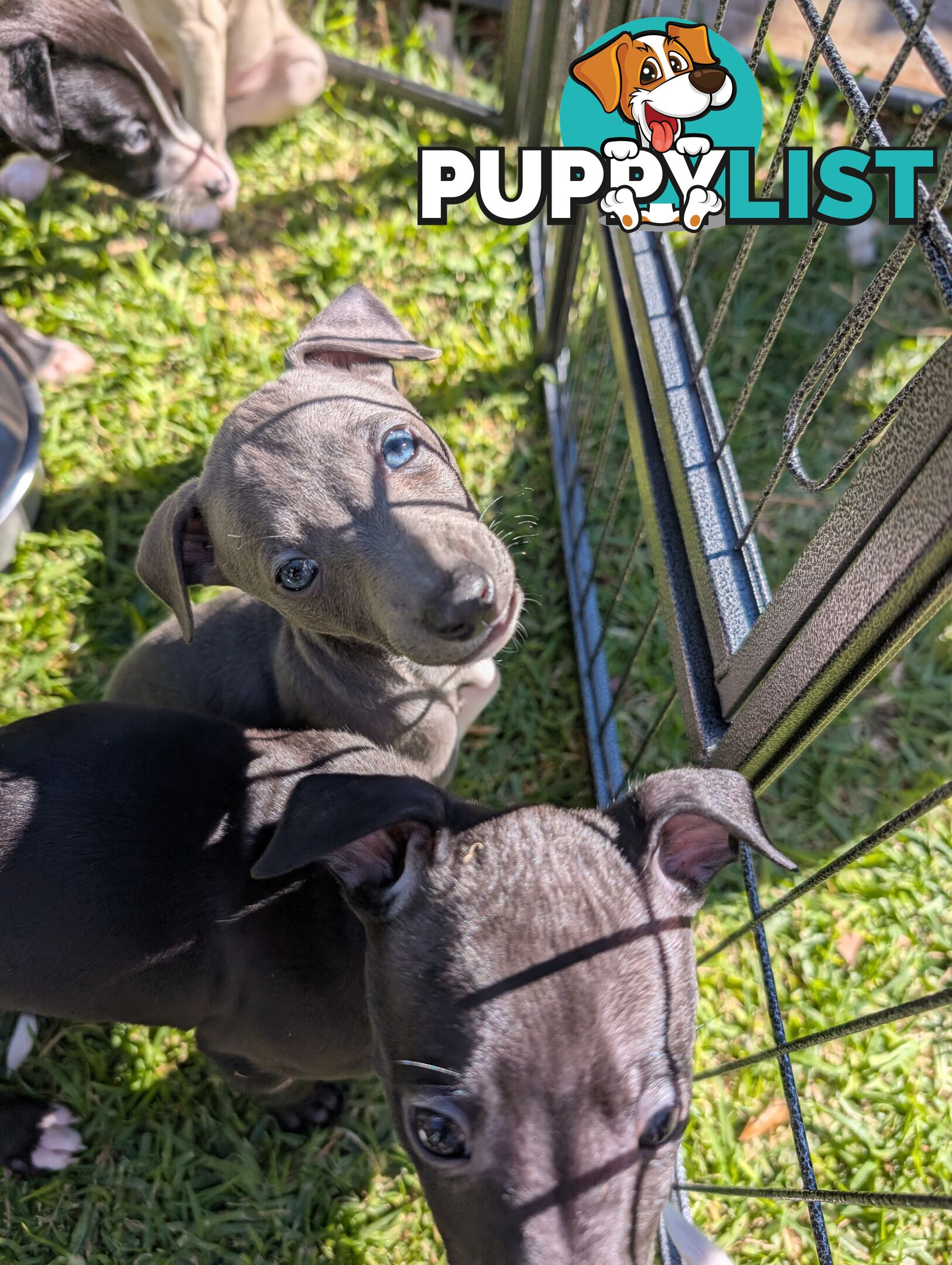 Whippet Puppies