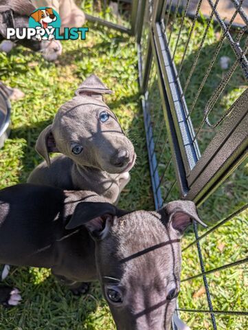 Whippet Puppies
