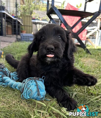 Border Collie X Medium Groodle Puppies - Bordoodle appearance