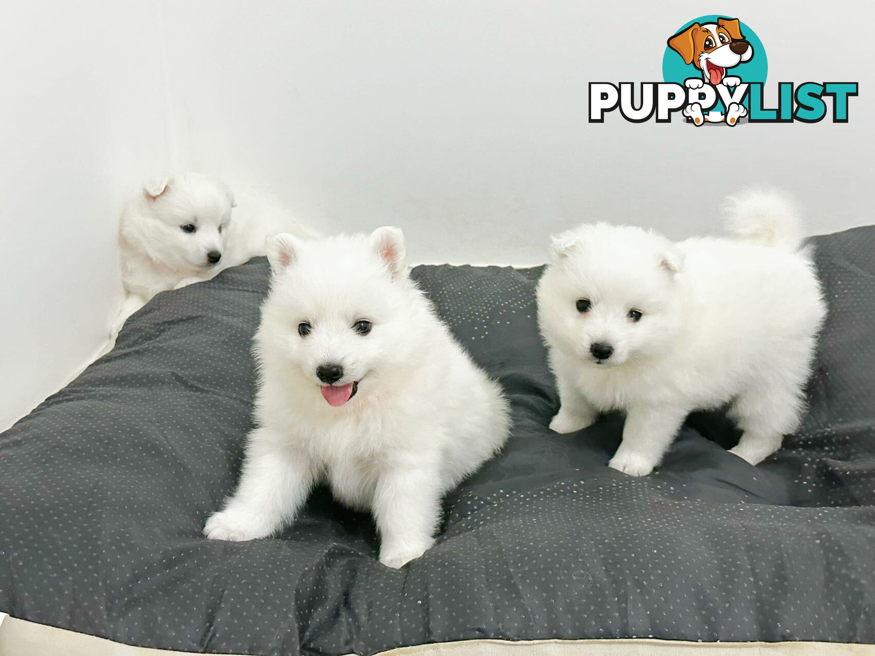 Last gorgeous purebred Japanese Spitz Puppy!!