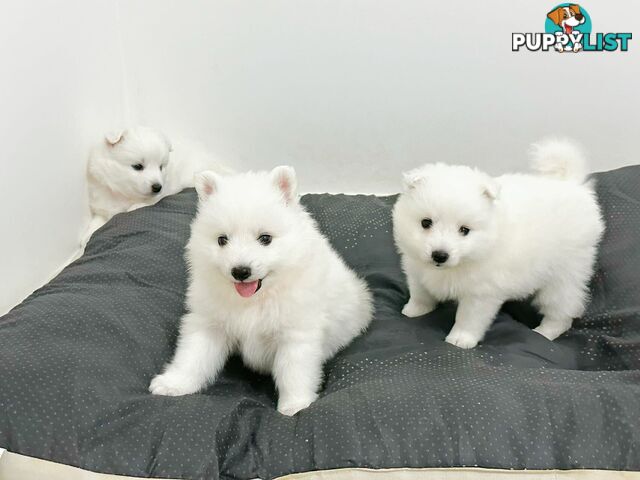 Last gorgeous purebred Japanese Spitz Puppy!!