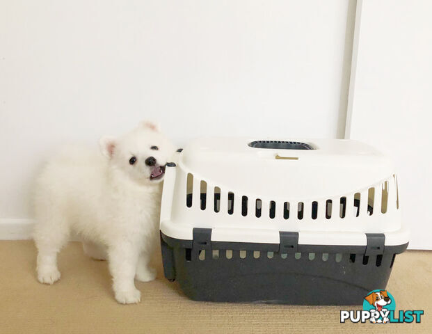 Last gorgeous purebred Japanese Spitz Puppy!!