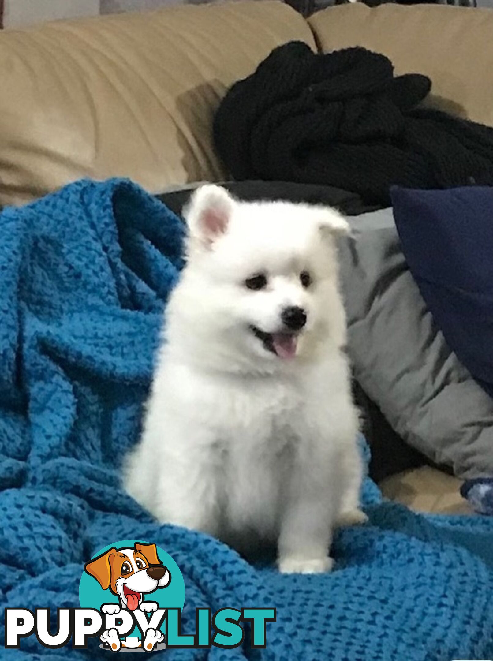 Last gorgeous purebred Japanese Spitz Puppy!!