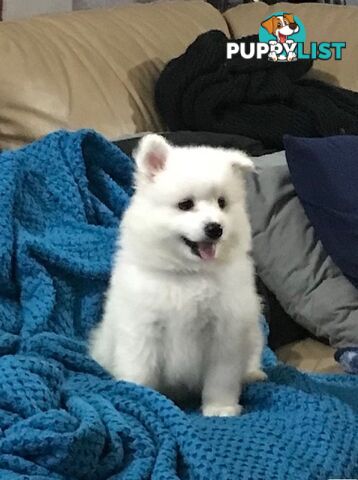 Last gorgeous purebred Japanese Spitz Puppy!!