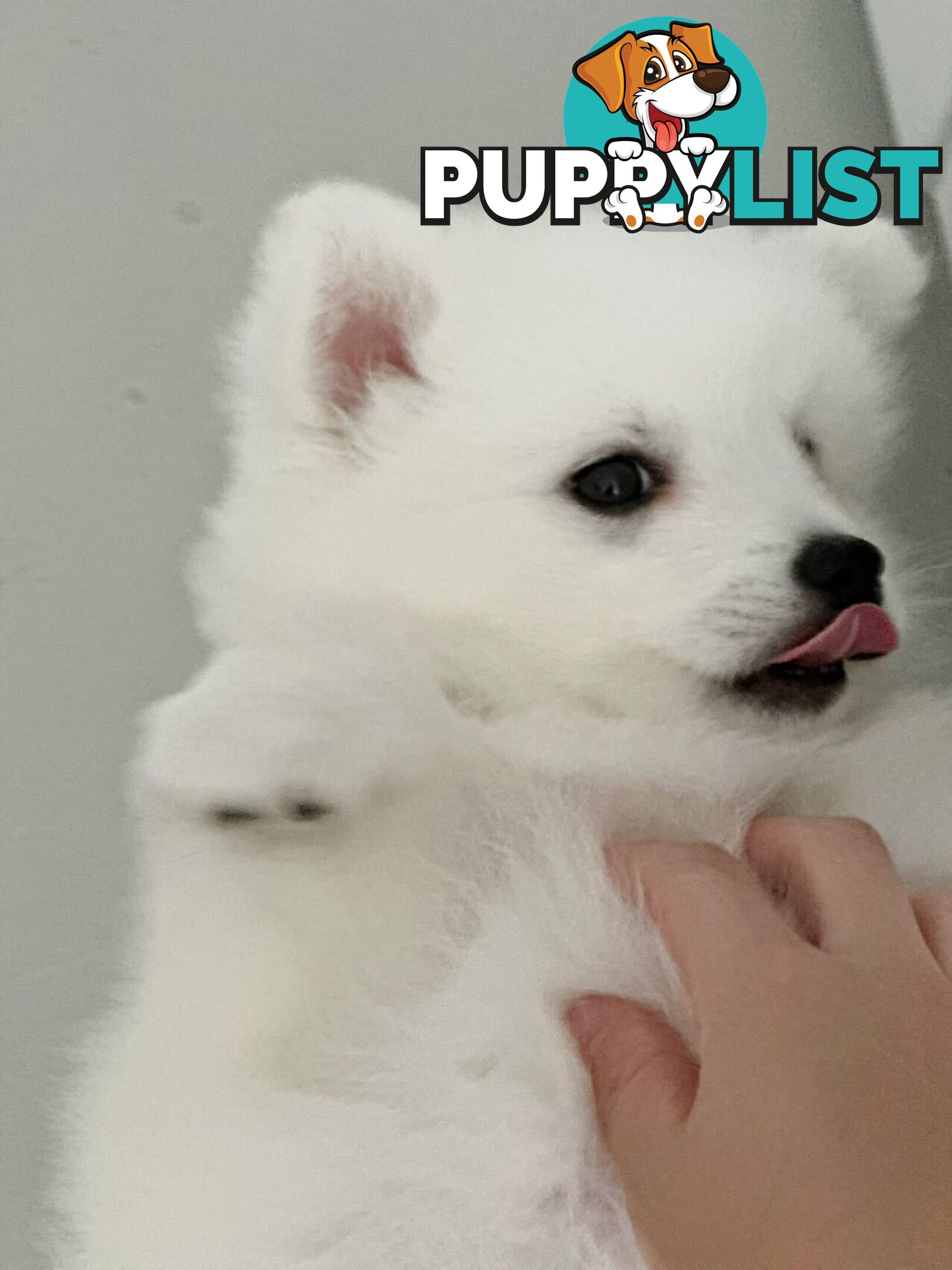 Last gorgeous purebred Japanese Spitz Puppy!!