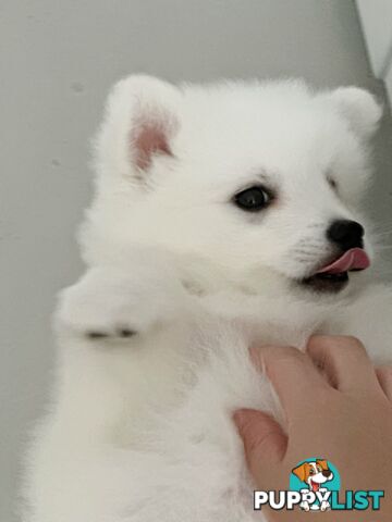 Last gorgeous purebred Japanese Spitz Puppy!!