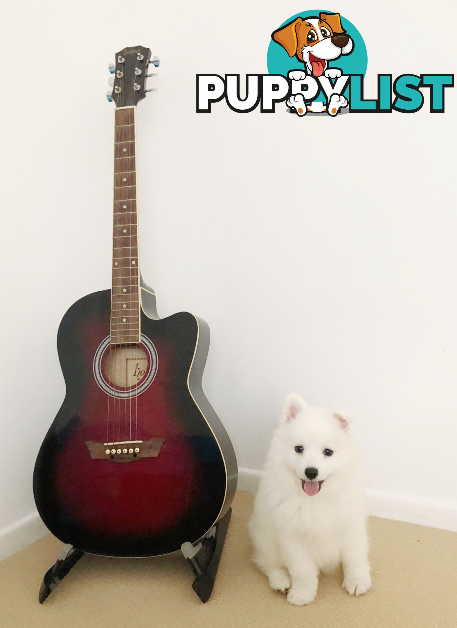 Last gorgeous purebred Japanese Spitz Puppy!!