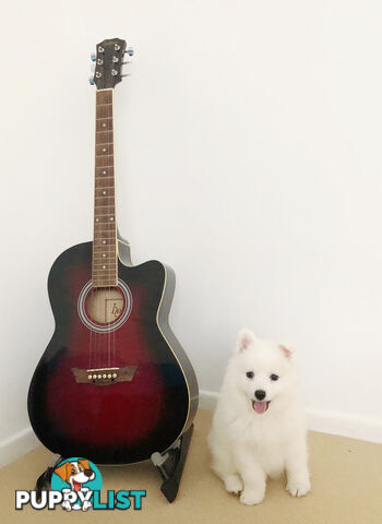 Last gorgeous purebred Japanese Spitz Puppy!!