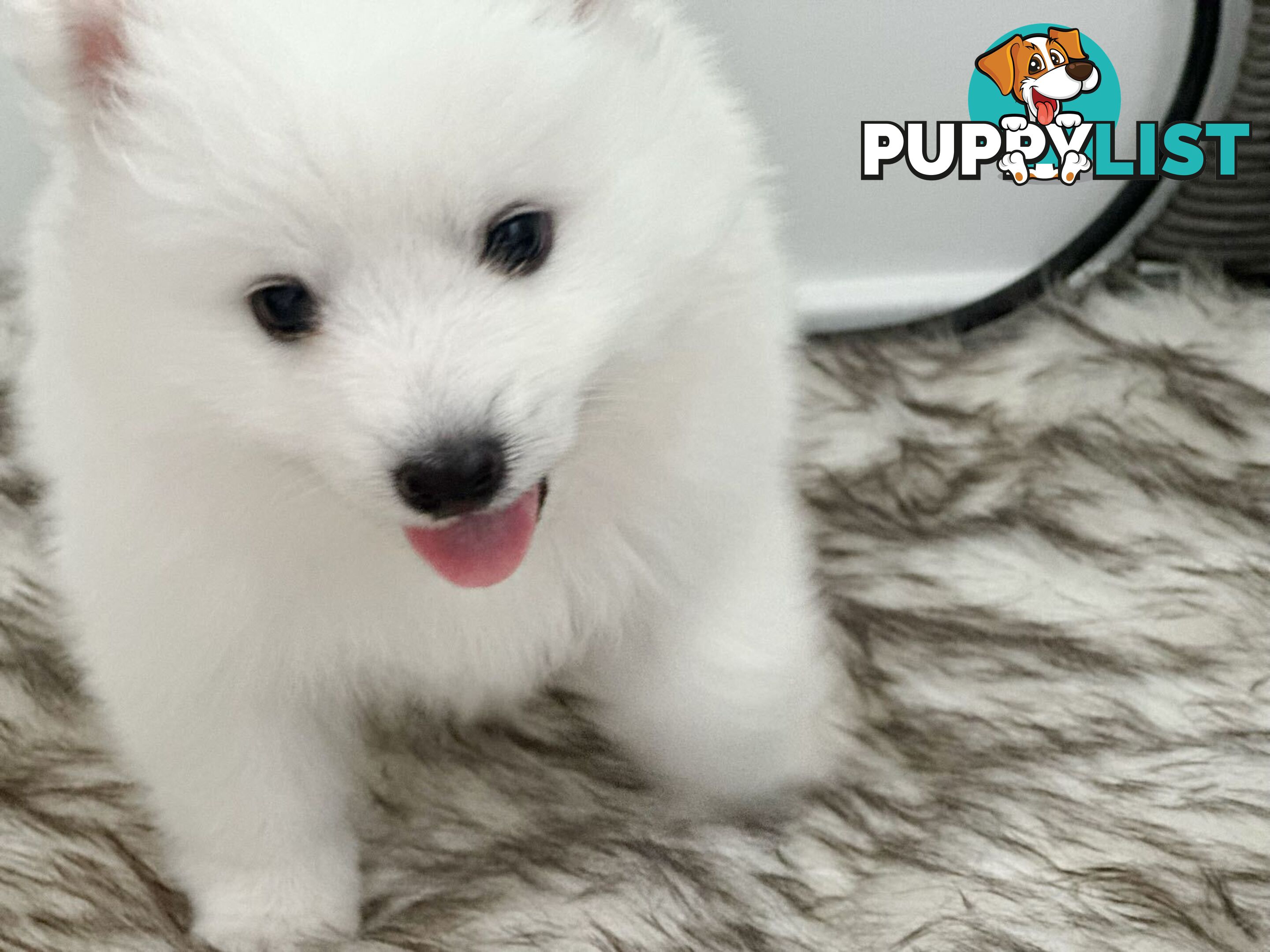 Last gorgeous purebred Japanese Spitz Puppy!!