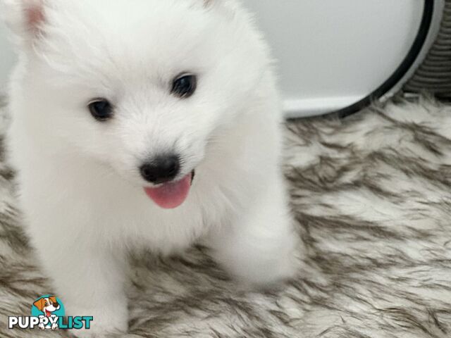 Last gorgeous purebred Japanese Spitz Puppy!!