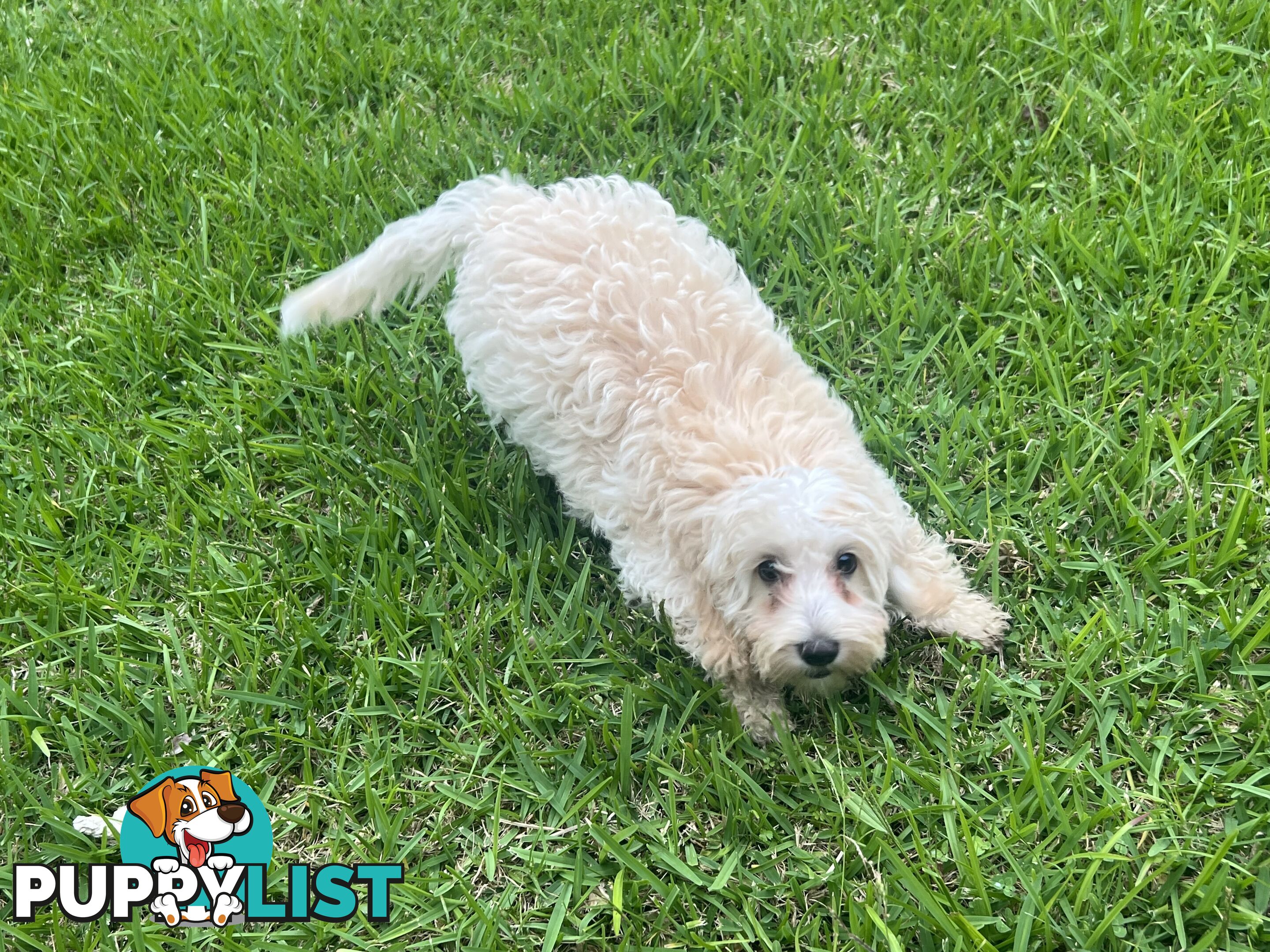 Exclusive F1B hypoallergenic Female Cavoodle Poodle Puppy Ready for Her New Home