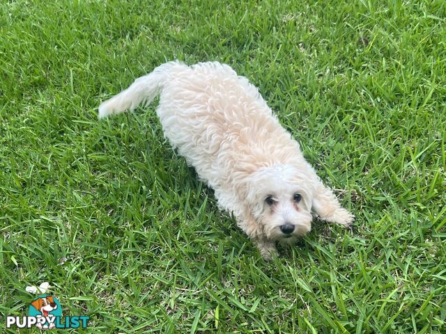 Exclusive F1B hypoallergenic Female Cavoodle Poodle Puppy Ready for Her New Home