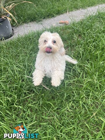 Exclusive F1B hypoallergenic Female Cavoodle Poodle Puppy Ready for Her New Home