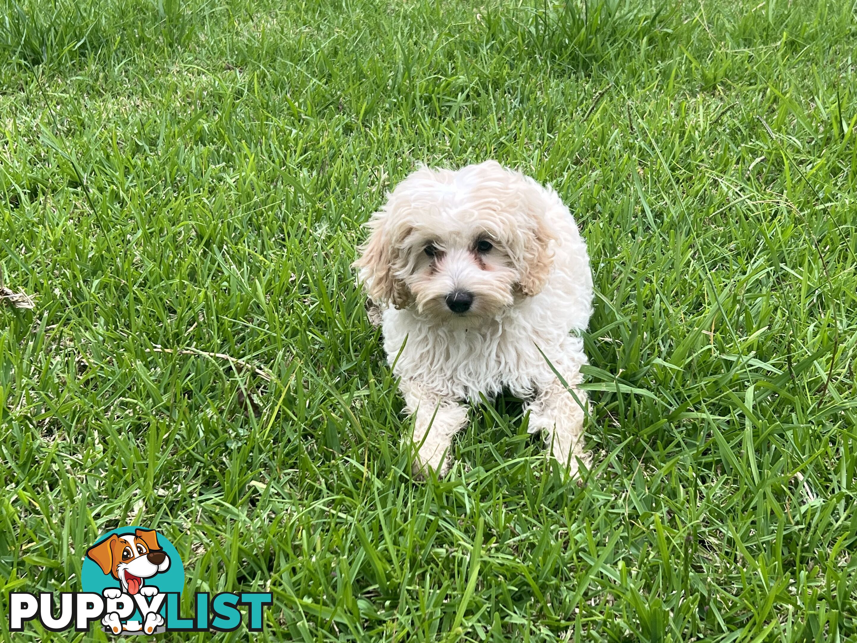 Exclusive F1B hypoallergenic Female Cavoodle Poodle Puppy Ready for Her New Home