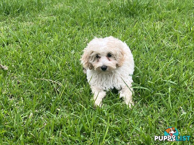 Exclusive F1B hypoallergenic Female Cavoodle Poodle Puppy Ready for Her New Home