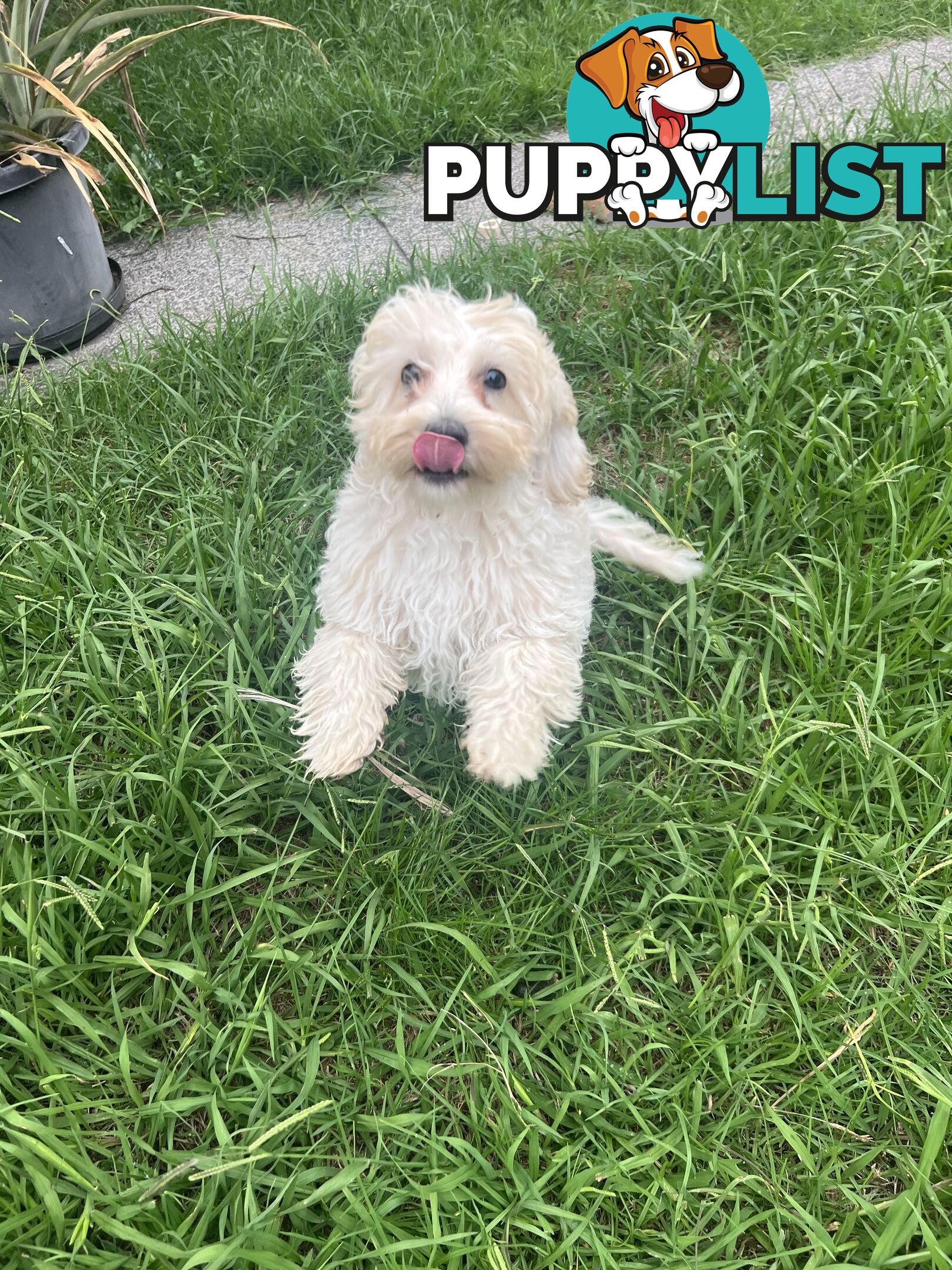 Exclusive F1B hypoallergenic Female Cavoodle Poodle Puppy Ready for Her New Home