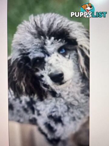 Exclusive F1B hypoallergenic Female Cavoodle Poodle Puppy Ready for Her New Home