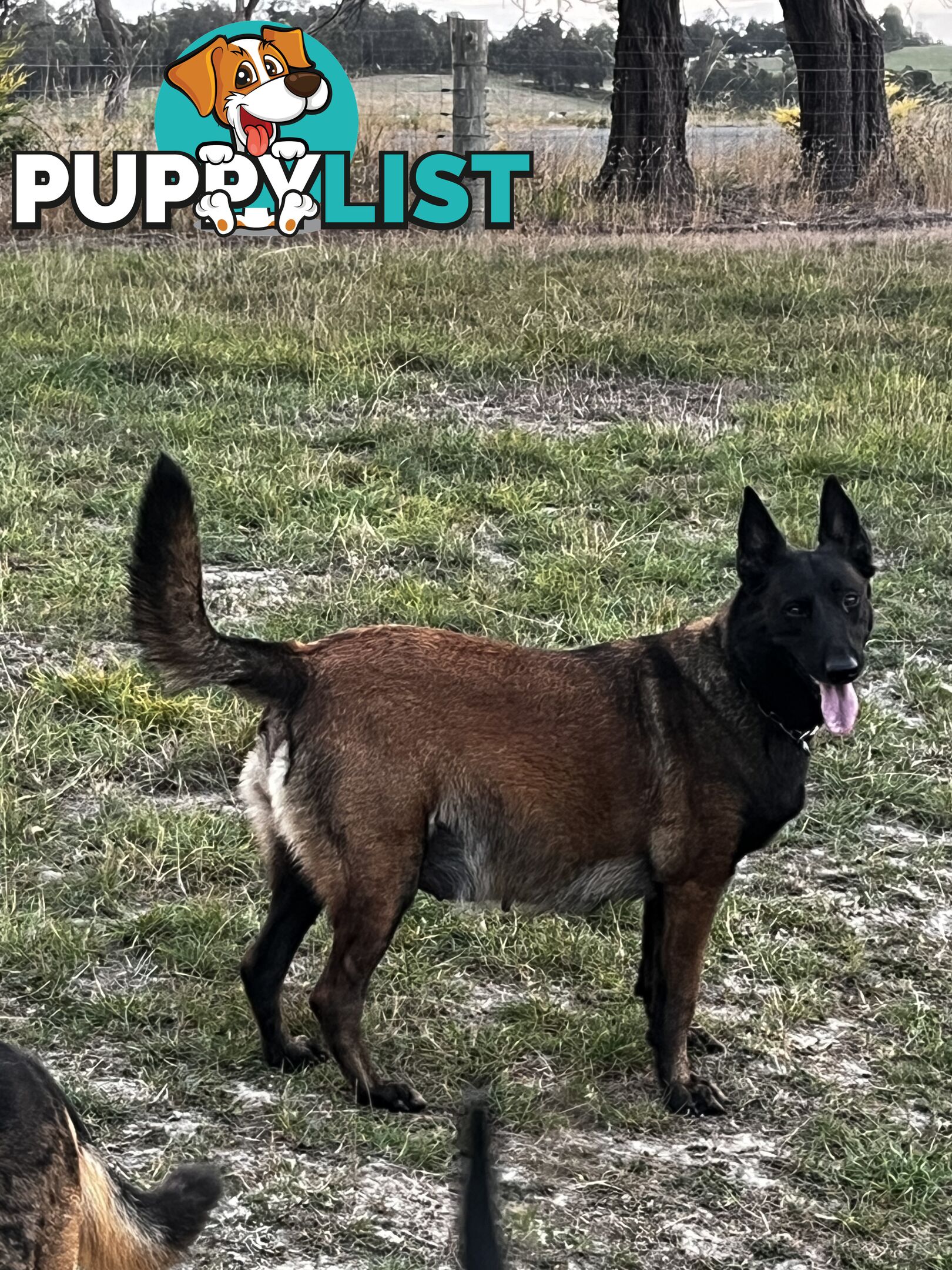 Belgian Malinois x puppies