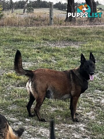 Belgian Malinois x puppies