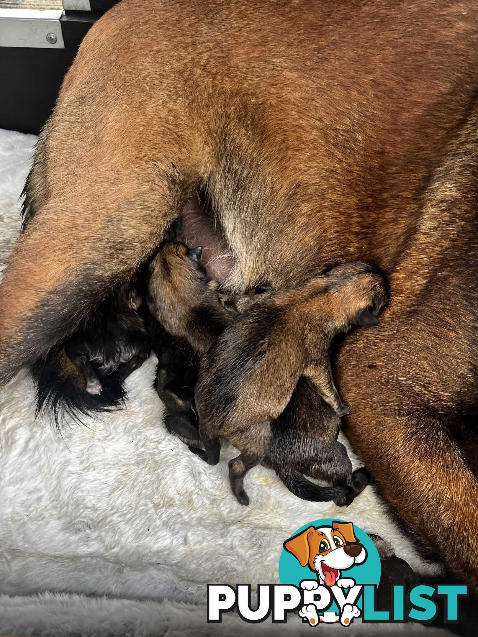 Belgian Malinois x puppies