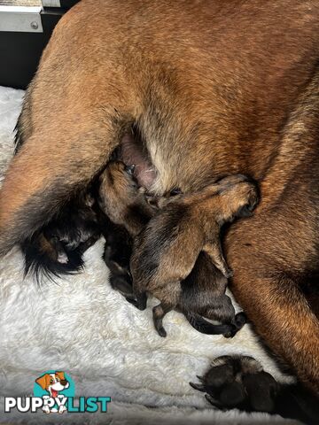 Belgian Malinois x puppies