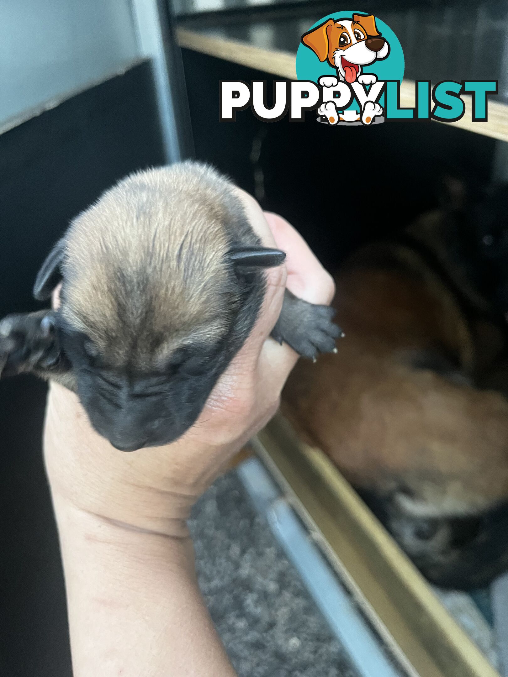 Belgian Malinois x puppies
