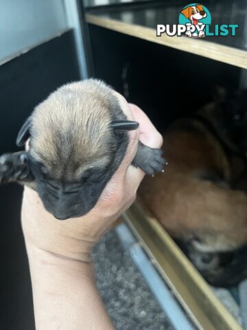 Belgian Malinois x puppies