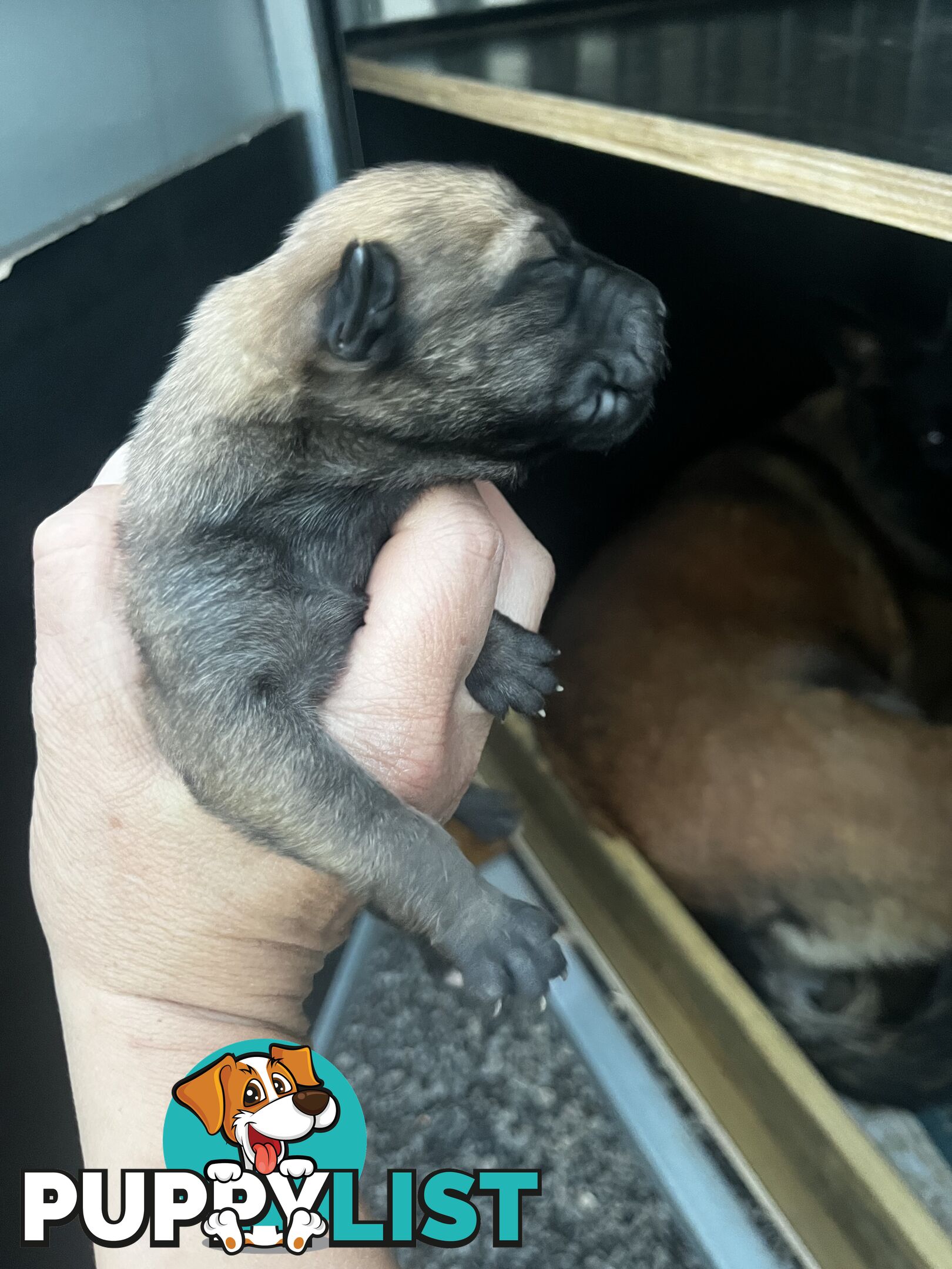 Belgian Malinois x puppies