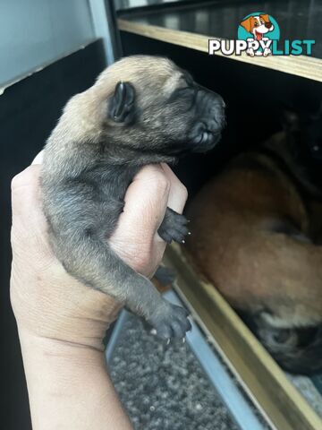 Belgian Malinois x puppies