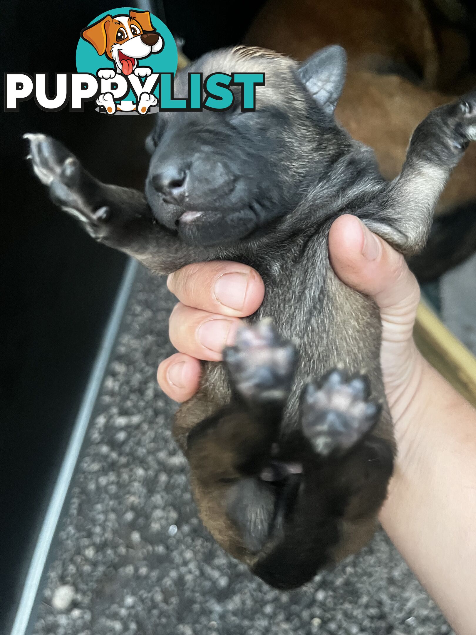 Belgian Malinois x puppies