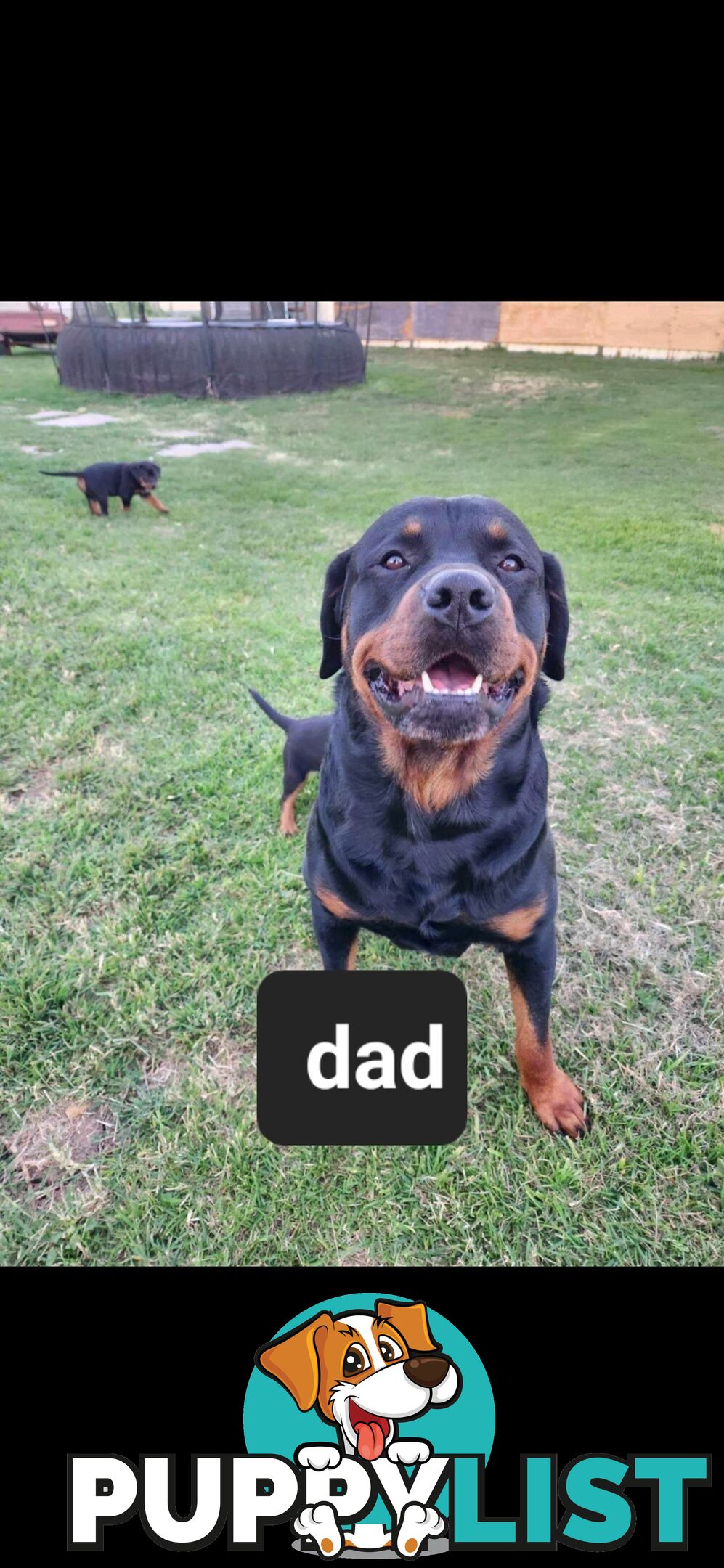 Rottweiler puppies