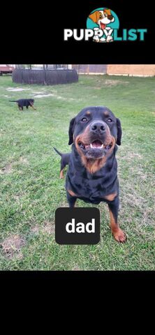 Rottweiler puppies