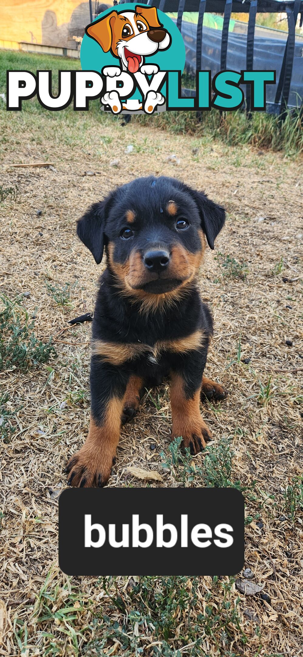 Rottweiler puppies