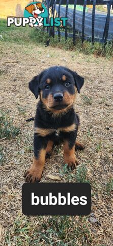 Rottweiler puppies