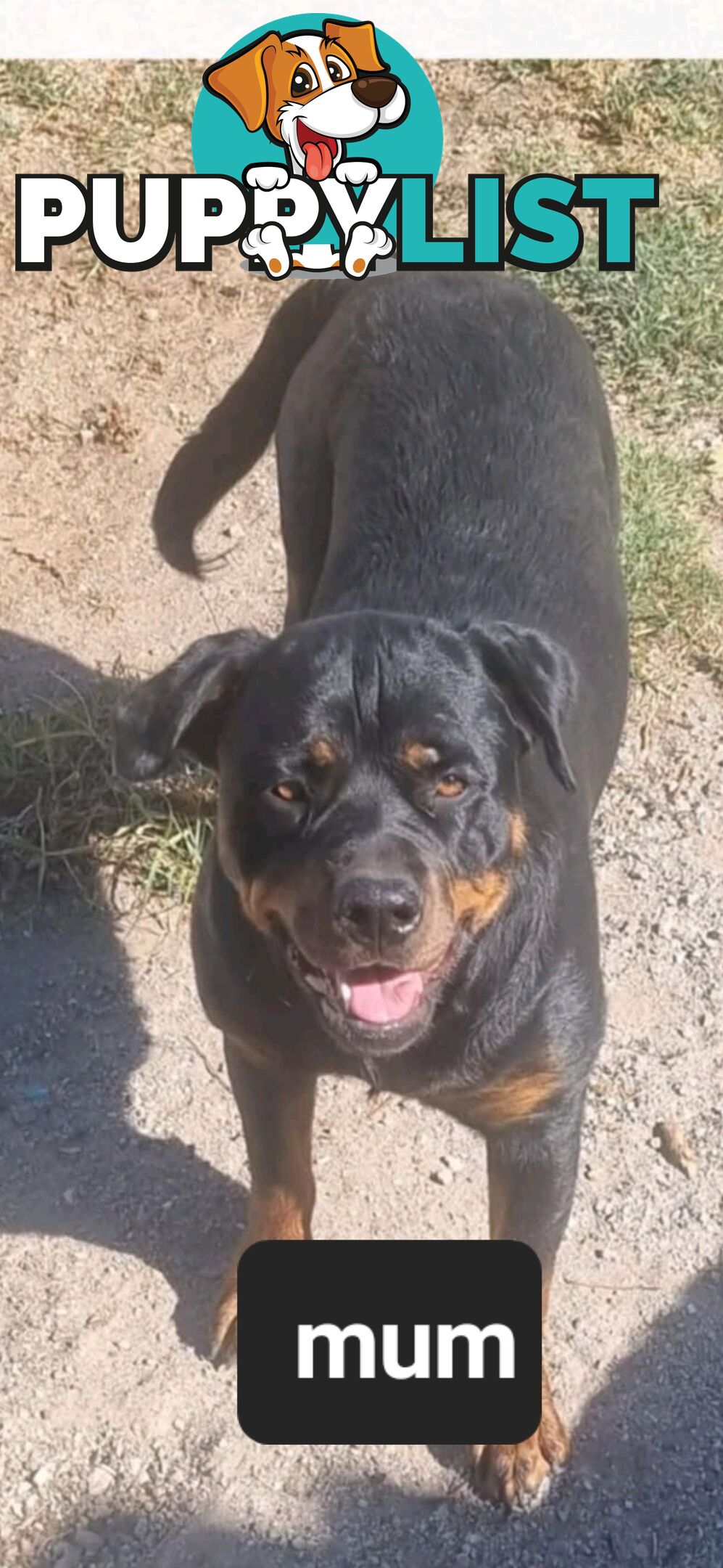 Rottweiler puppies