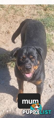 Rottweiler puppies