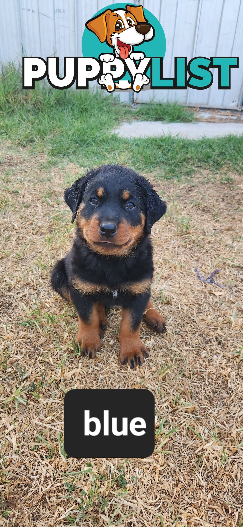 Rottweiler puppies