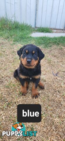 Rottweiler puppies