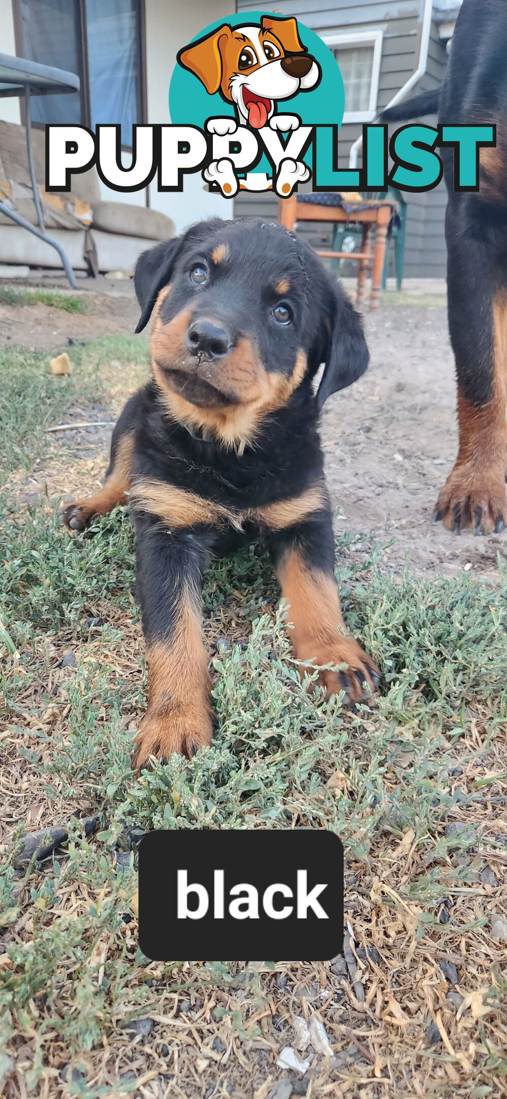 Rottweiler puppies