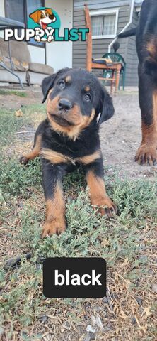 Rottweiler puppies