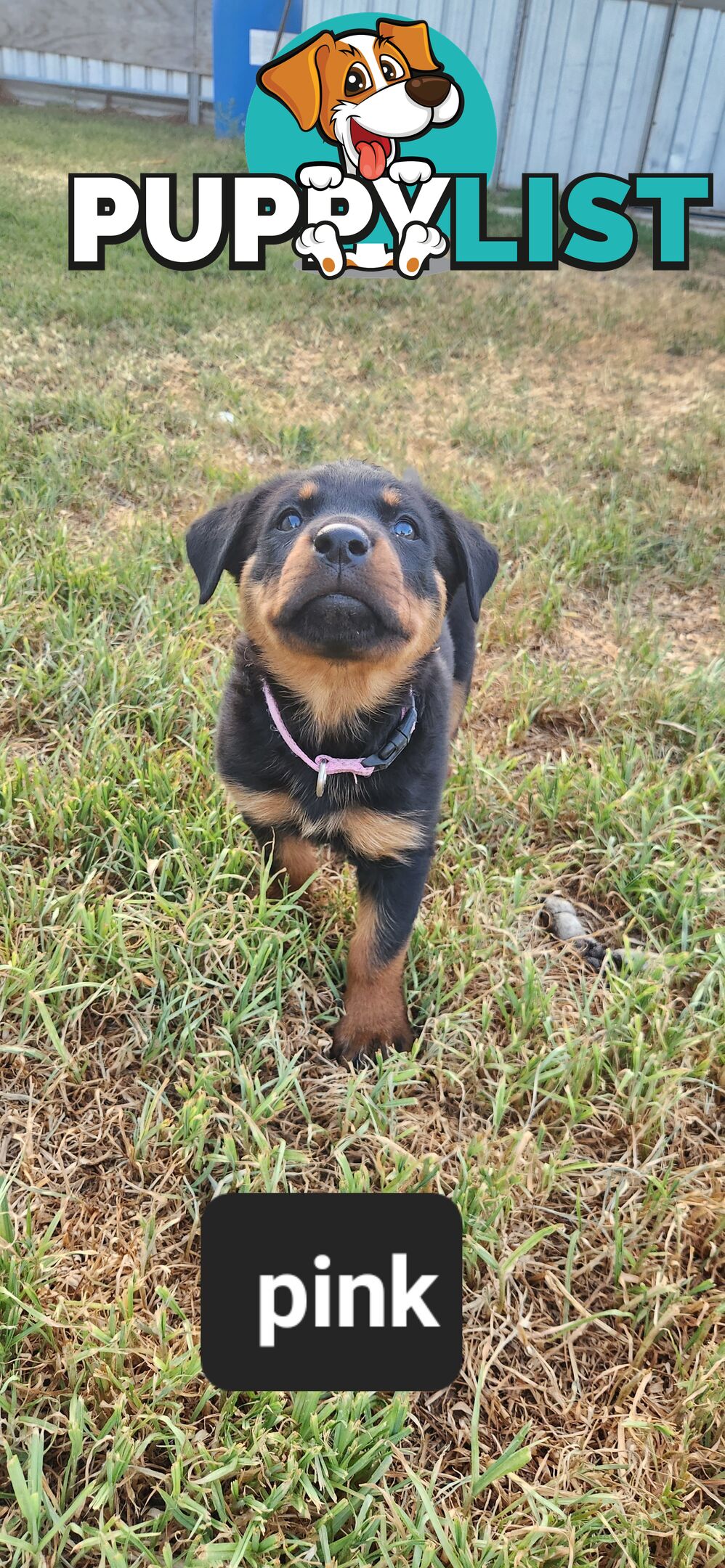 Rottweiler puppies