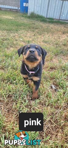 Rottweiler puppies